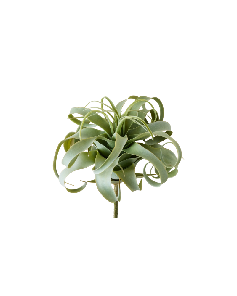 Curly Air Plant - Green