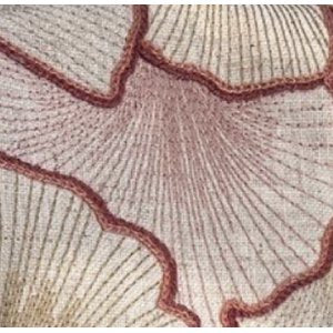 Cash and Carry Fabric